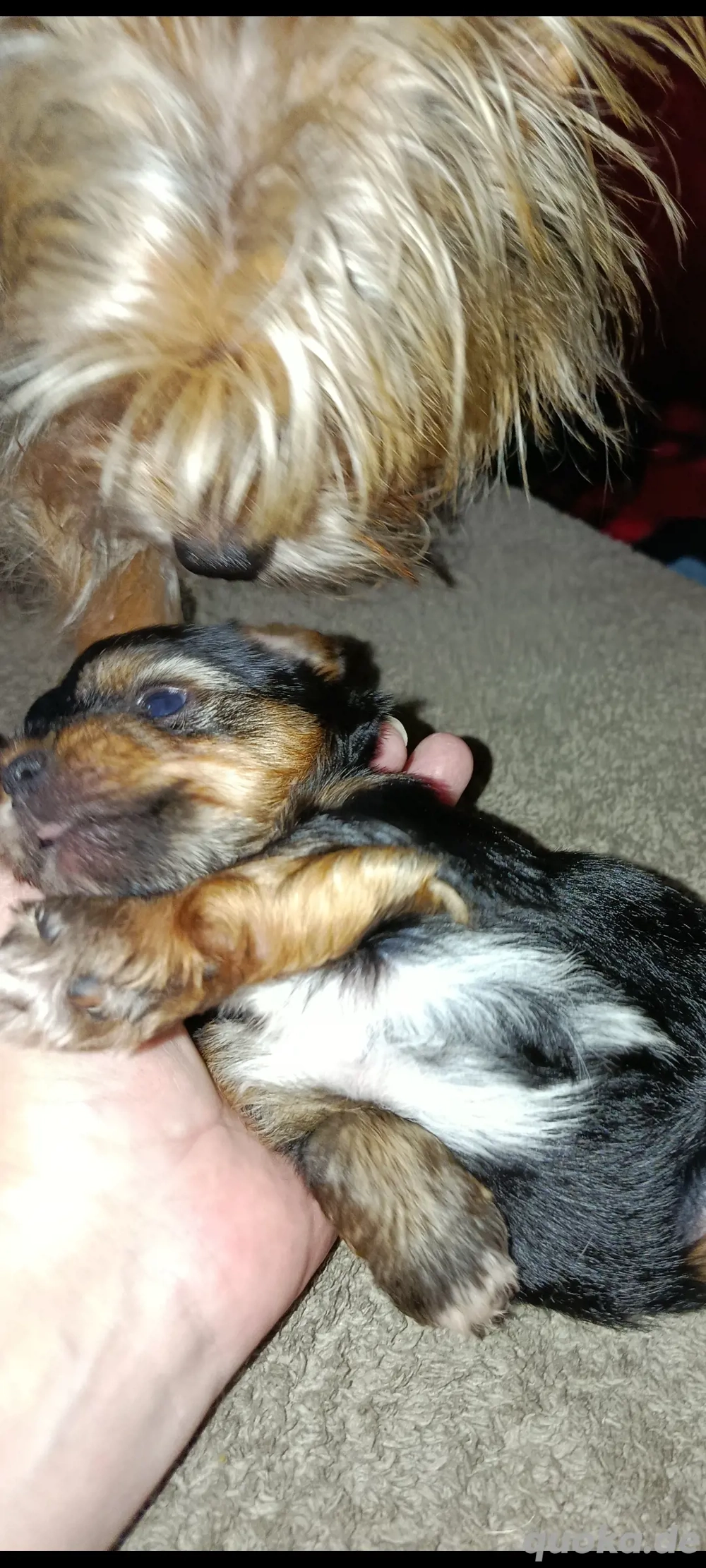 Vorankündigung süße kleine Welpen 