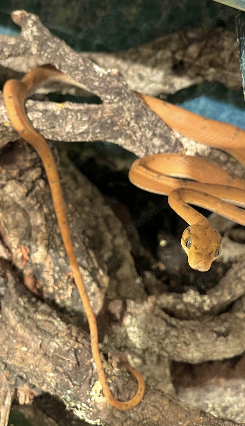 Corallus hortulanus Gartenboa