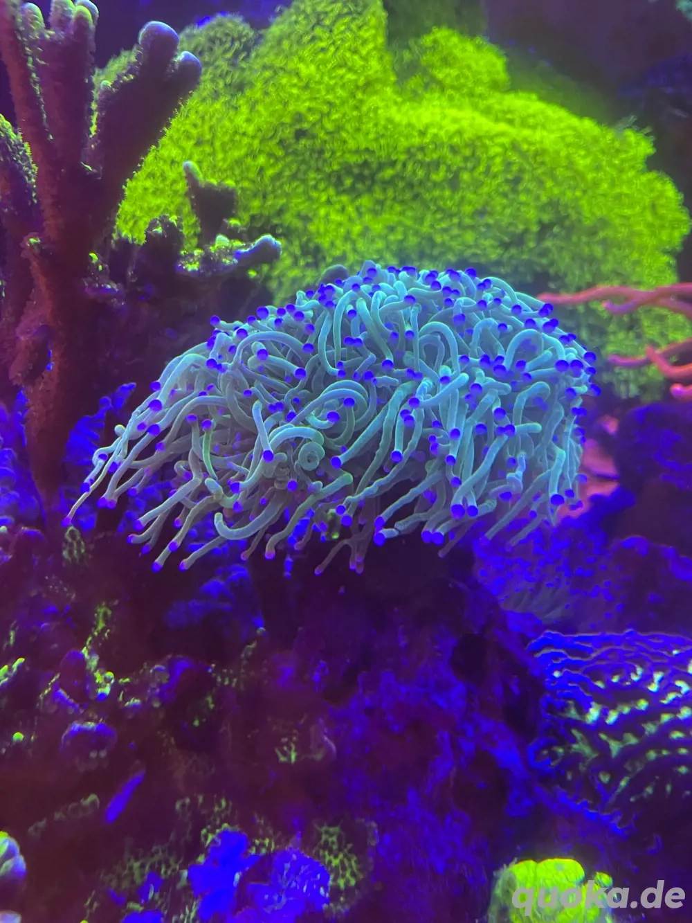 euphyllia glabrescens "toxic green blue tips"