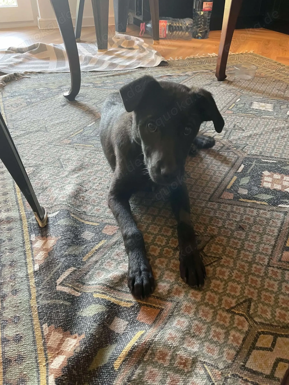 Yana, sanfte Schönheit sucht ihr Zuhause