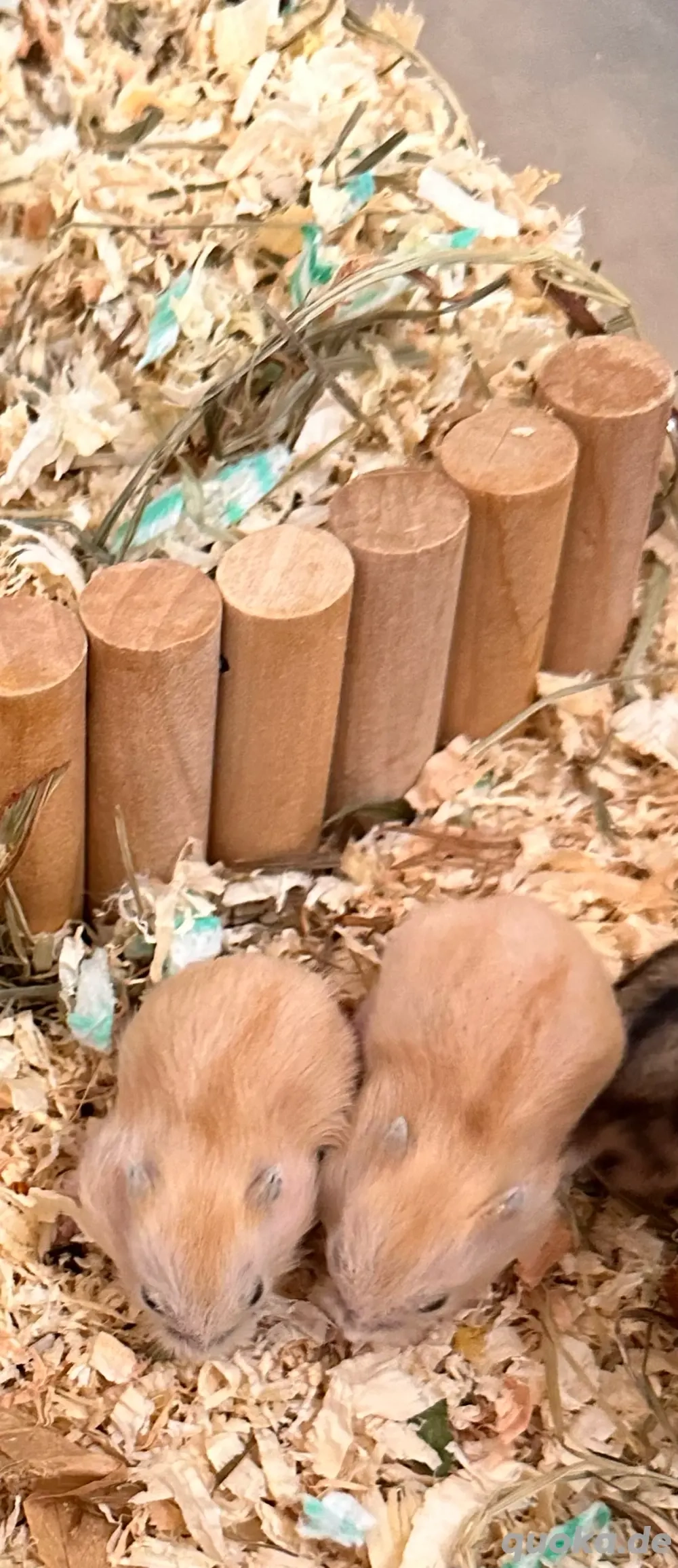 Handzahm Hamster babys sucht neues zu Haus.