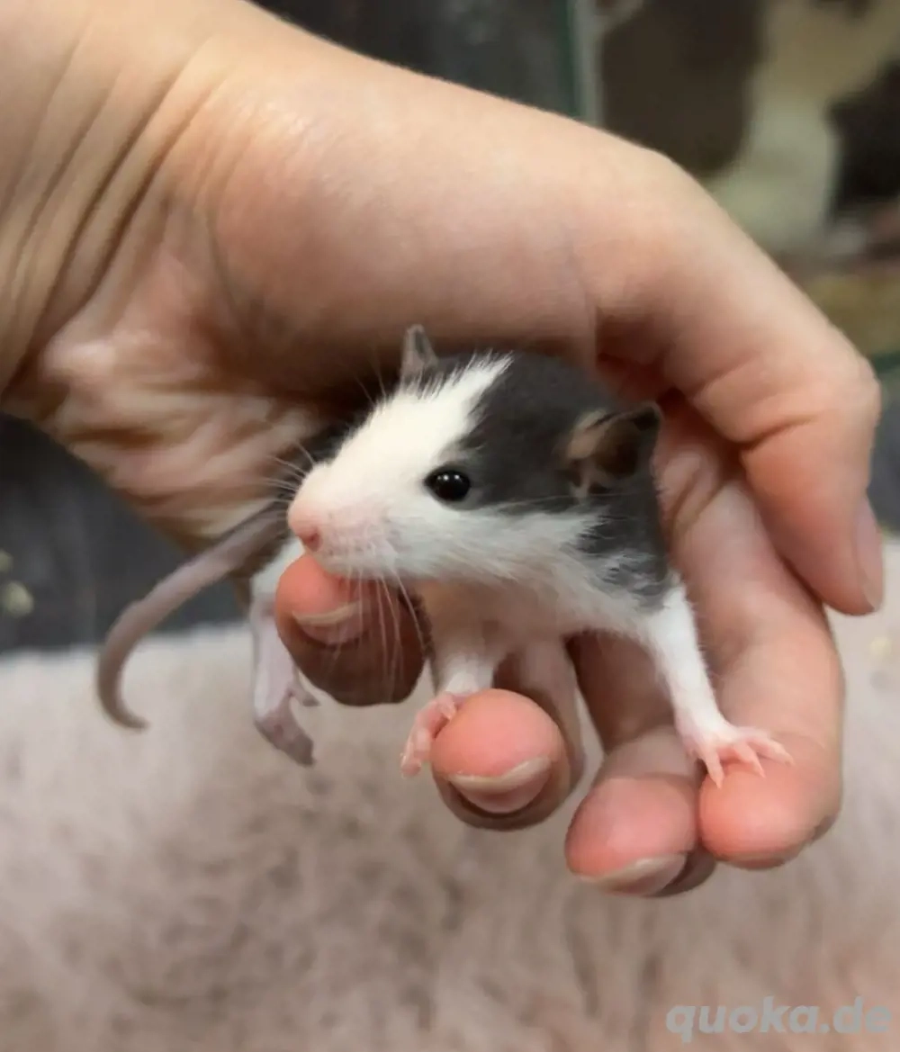 Rattenbabys Sofortabgabe MÄNNCHEN