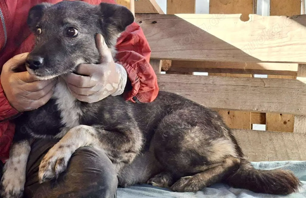 Seniorin Nancy   Es geht um die Wurst