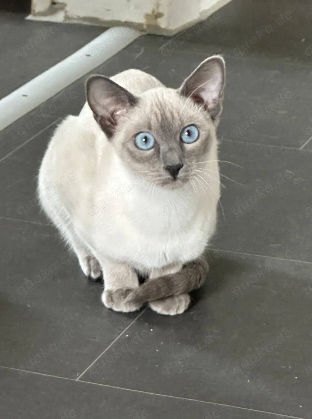 Verantwortungsvolle Hobbyzucht hat Thaikatzenkinder mit Stammbaum abzugeben! 