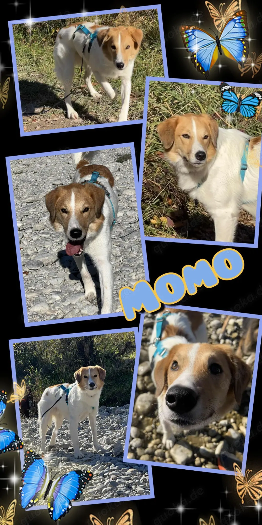 Hübscher Momo wartet in München!