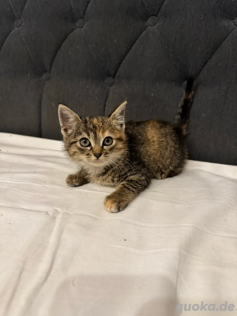 Kätzchen weiblich in gute Hände abzugeben