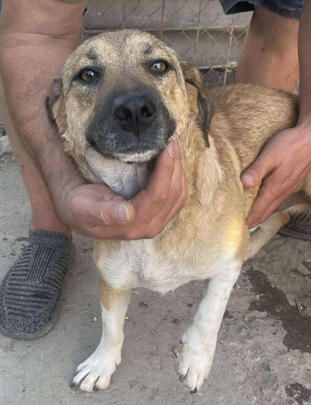 Luce   Junghund mit Traumcharacter