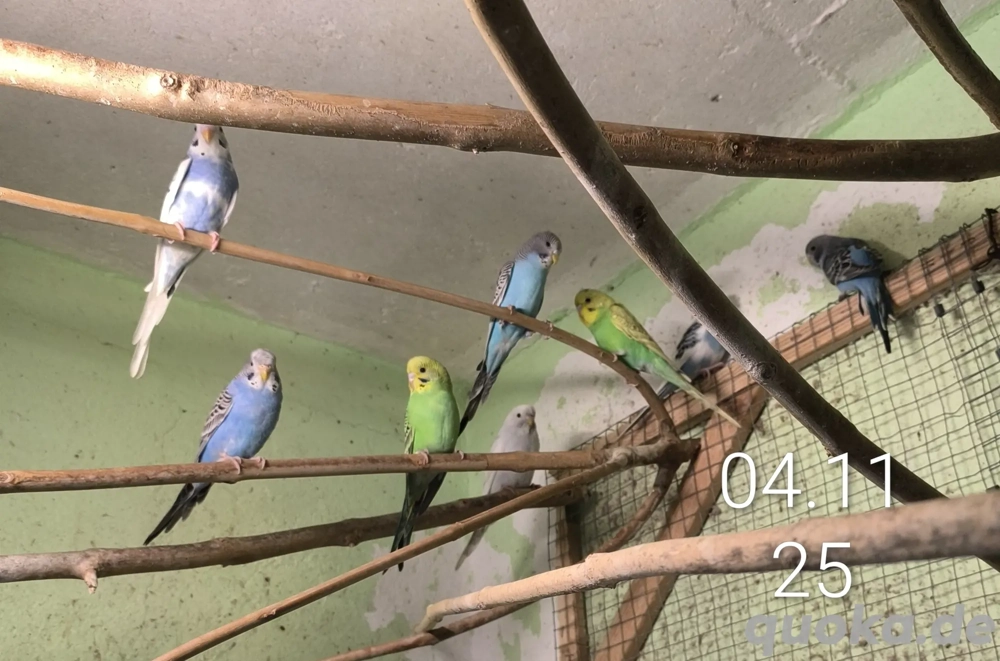 junge Wellensittiche 