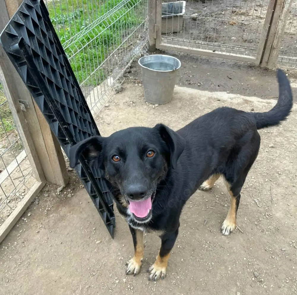 Ikarus ist ein liebenswertes Powerpaket 