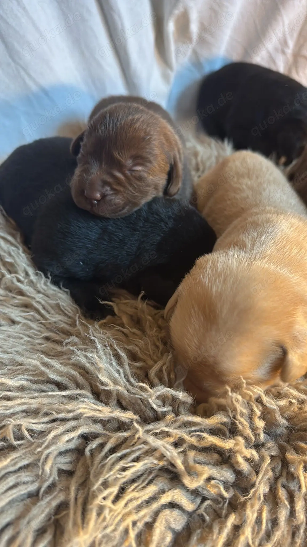 Labrador Welpen zu verkaufen 