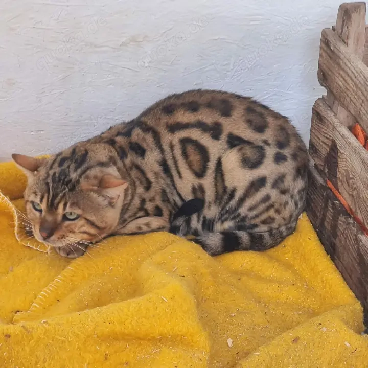 Sehr schöner Deckkater!