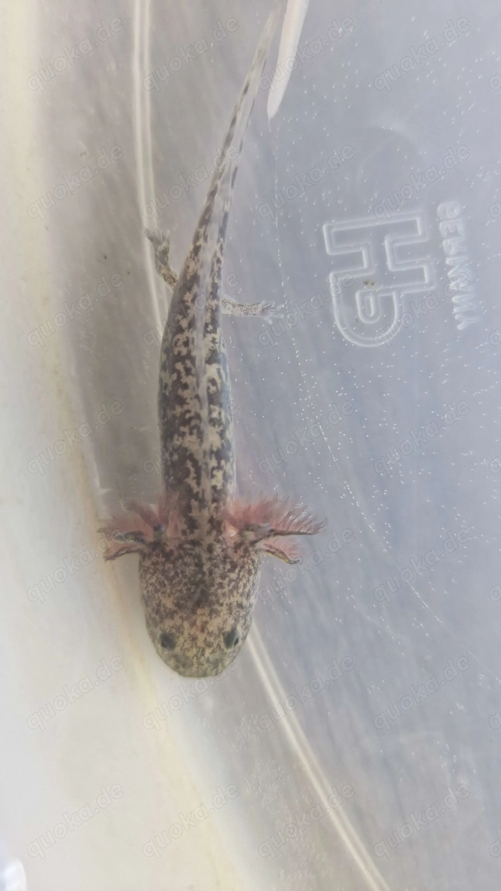 Axolotl Nachzuchten - ca. 14 cm