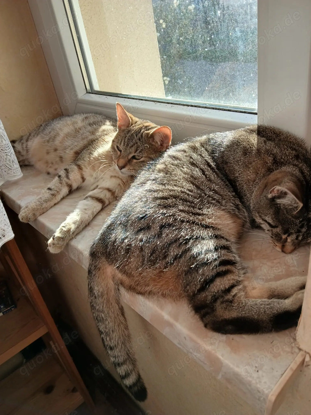 Wunderschöne Kitten abzugeben 