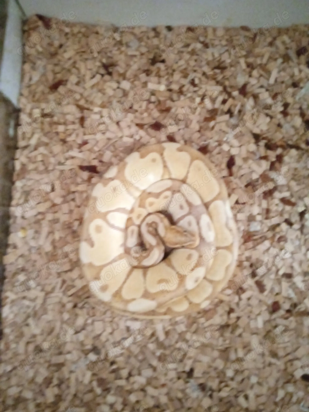 Königspython zwölf Jahre alt