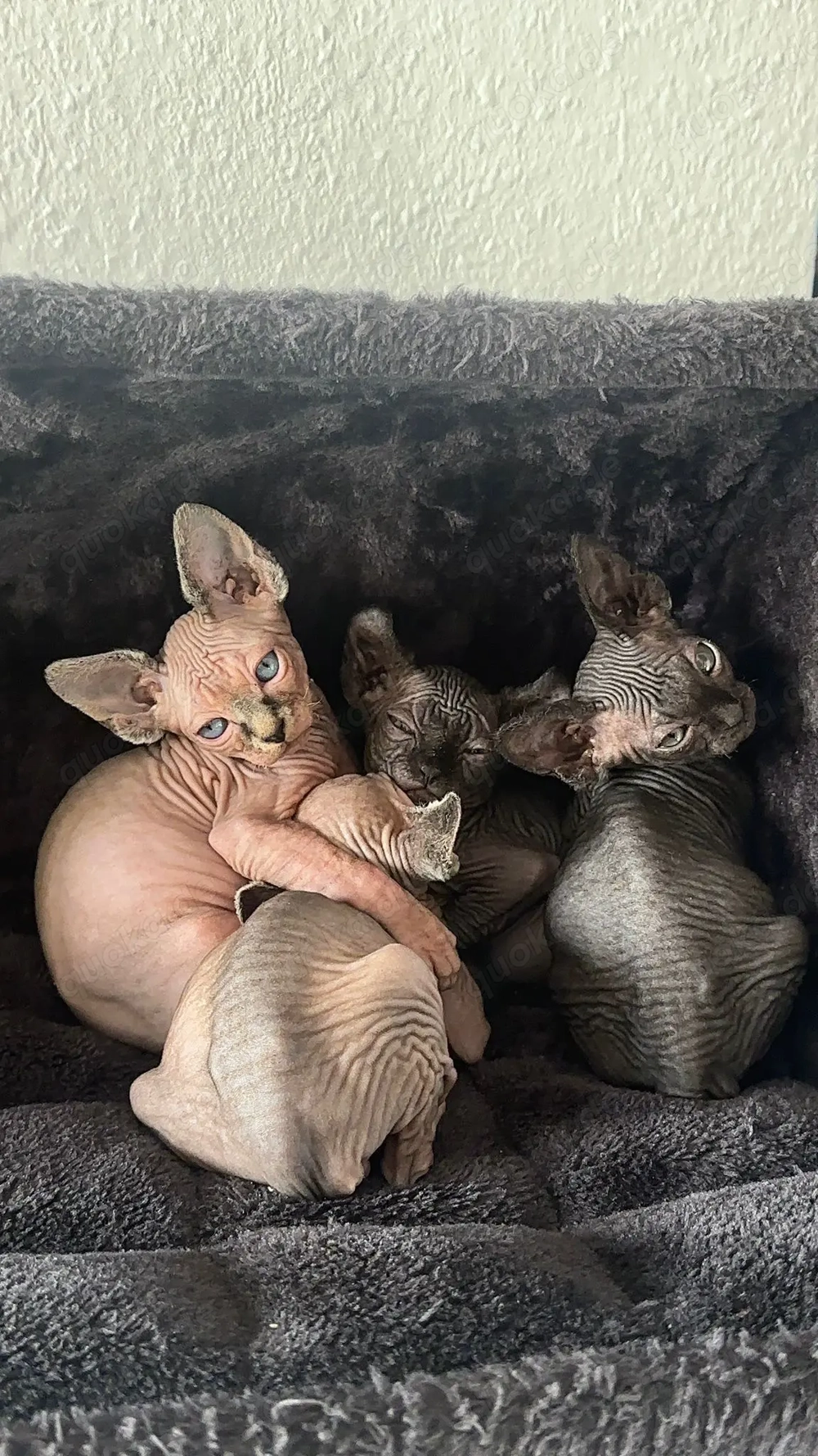 Sphynx Abgabe bereit 