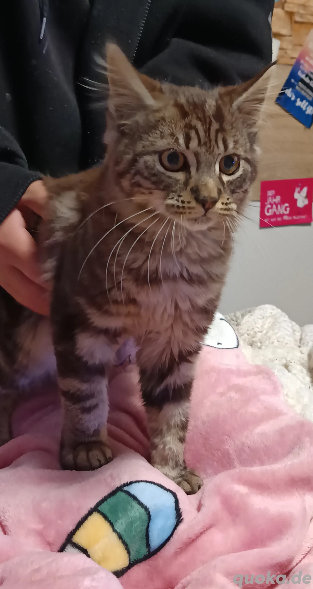 Maine Coon mix Katerchen sucht noch ein Zuhause 