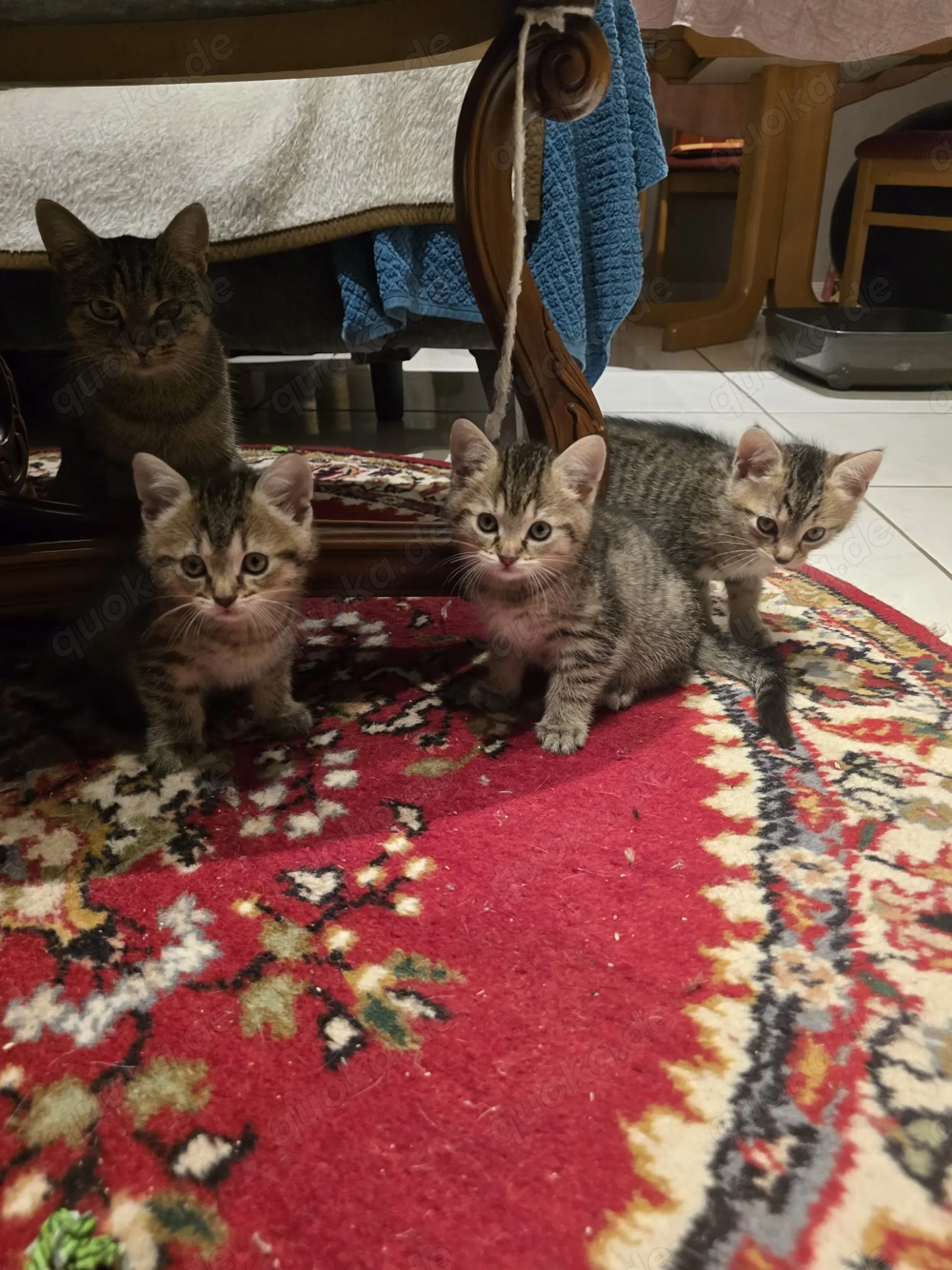 Kätzchen 12 Wochen alt 