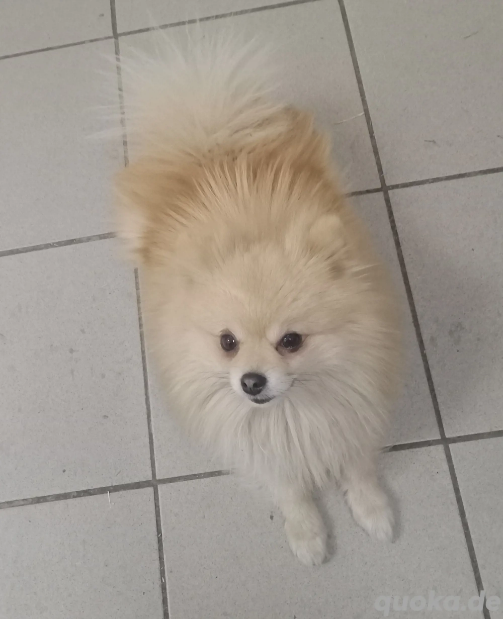 Pomeranian Spitz