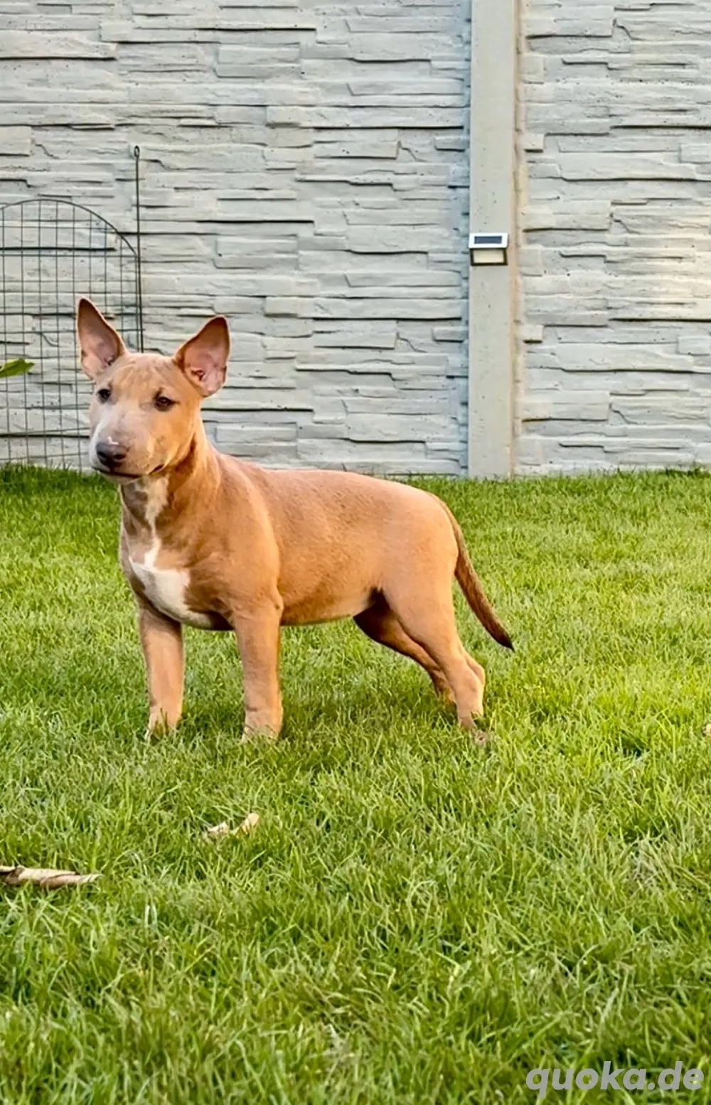 Miniatur Bullterrier 