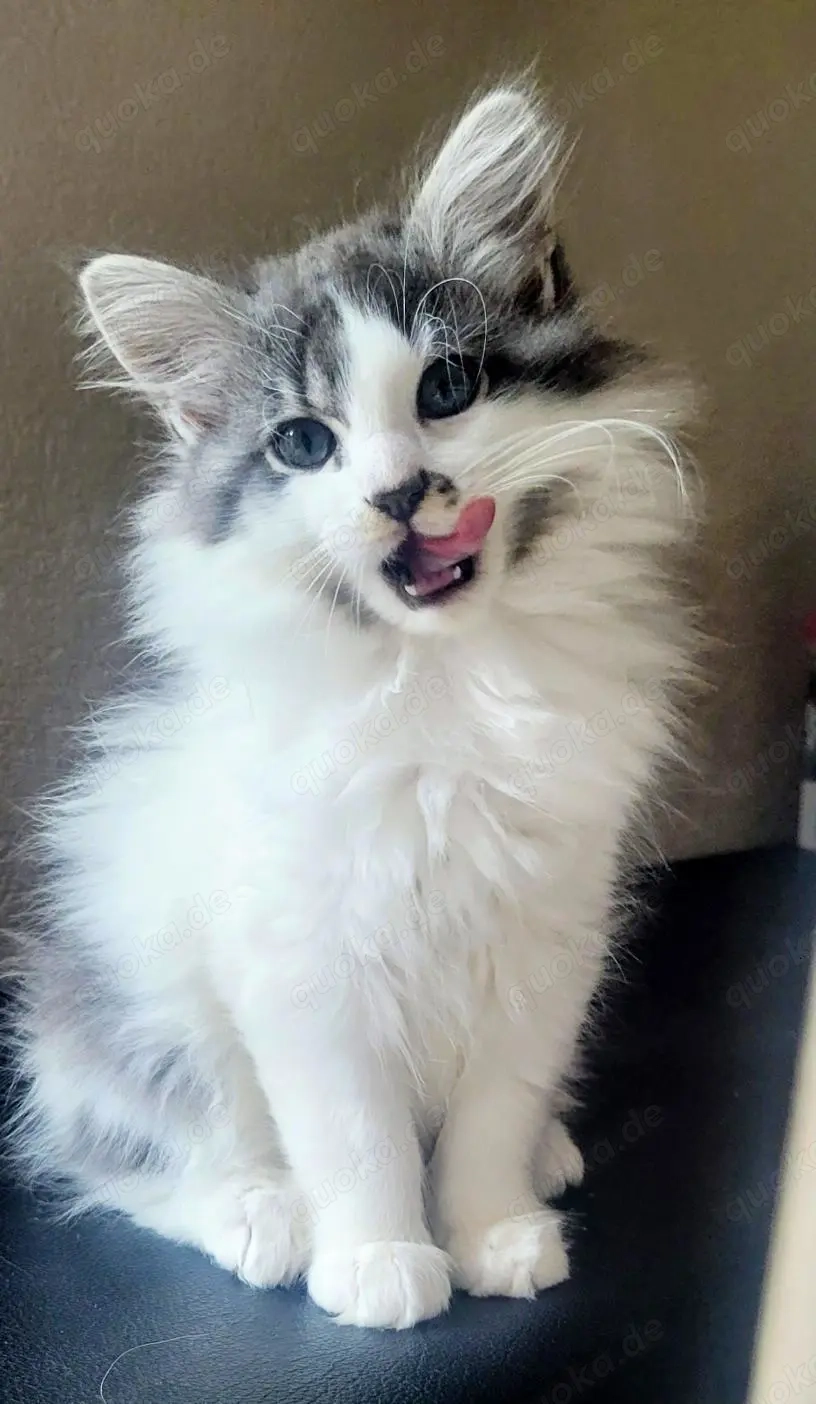 Maine coon kitten abzugeben 