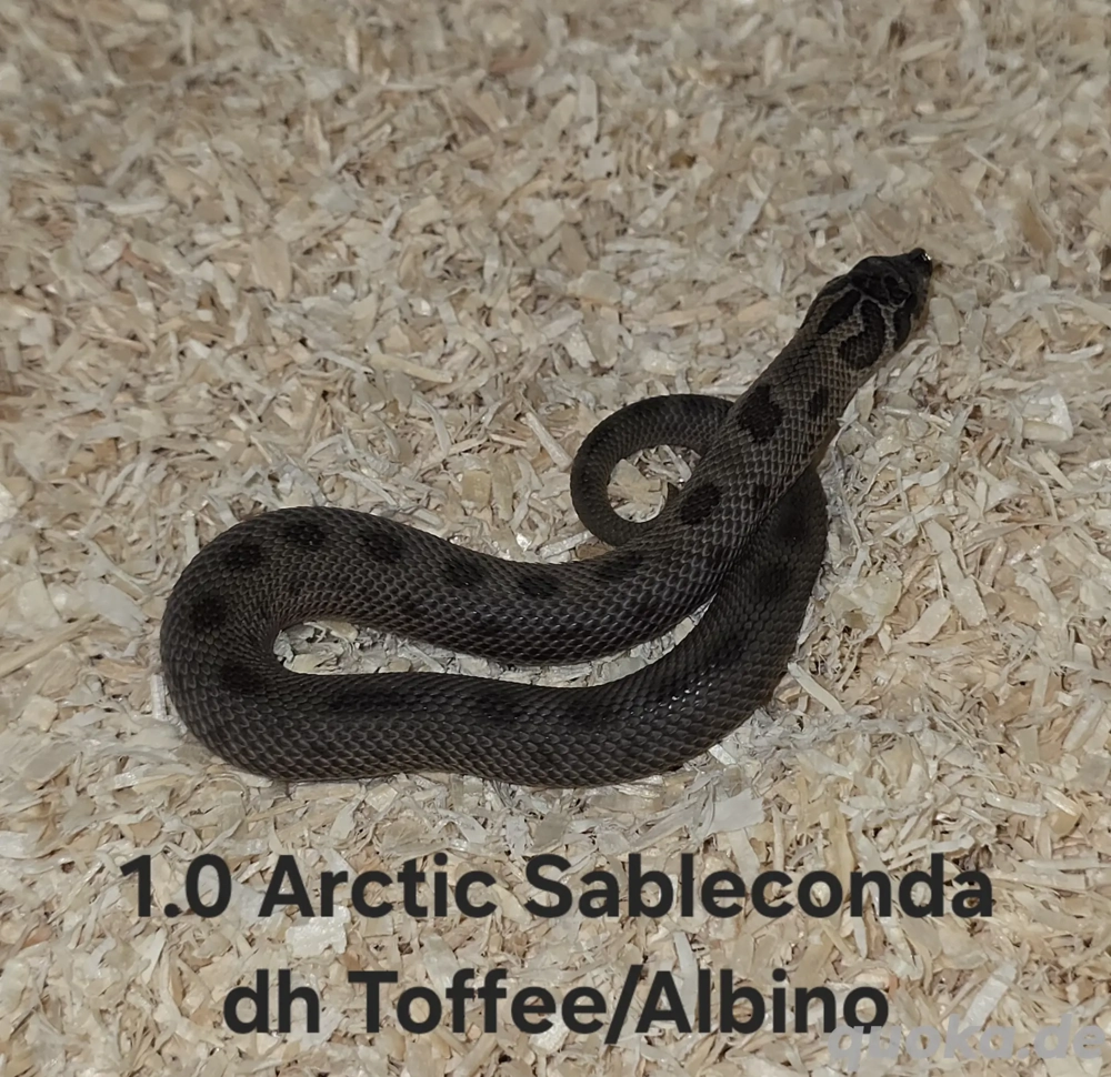 Heterodon nasicus | Hakennasennatter 