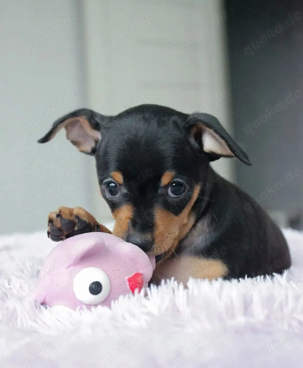 Russkiy Toy Welpen bereit