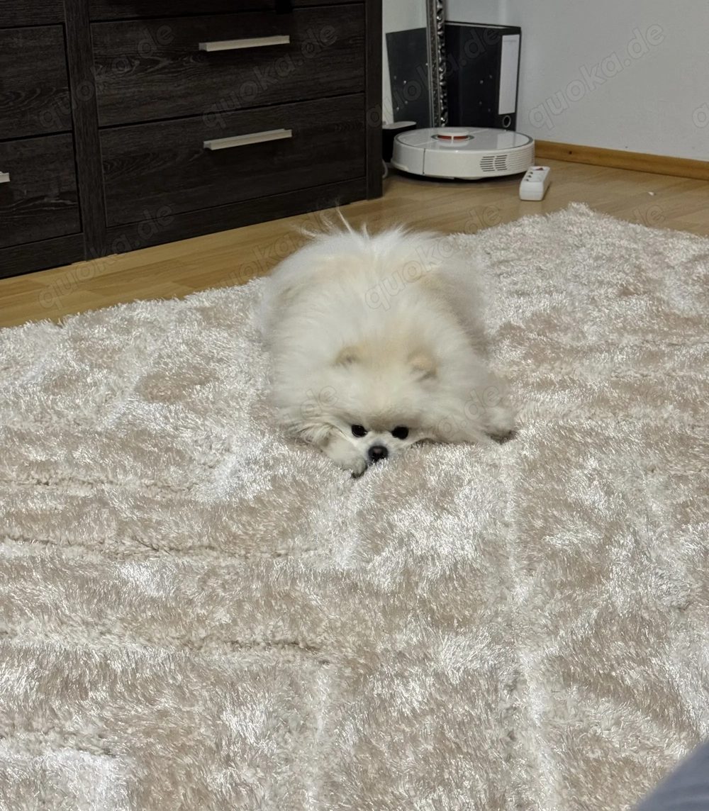 KEIN VERKAUF Pomeranian Zwergspitz deckrüde kein Verkauf