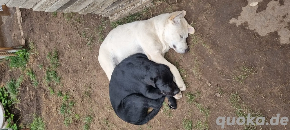 Labrador Rüde und Weibchen 