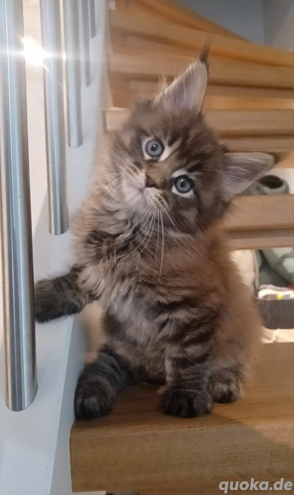 Maine coon Kitten suchen...