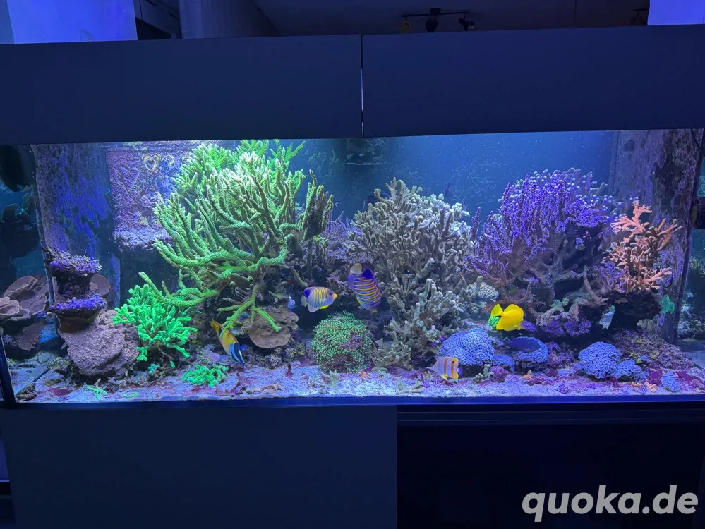 Korallenableger, Acropora, Montipora, Euphyllia, Caulastrea,...