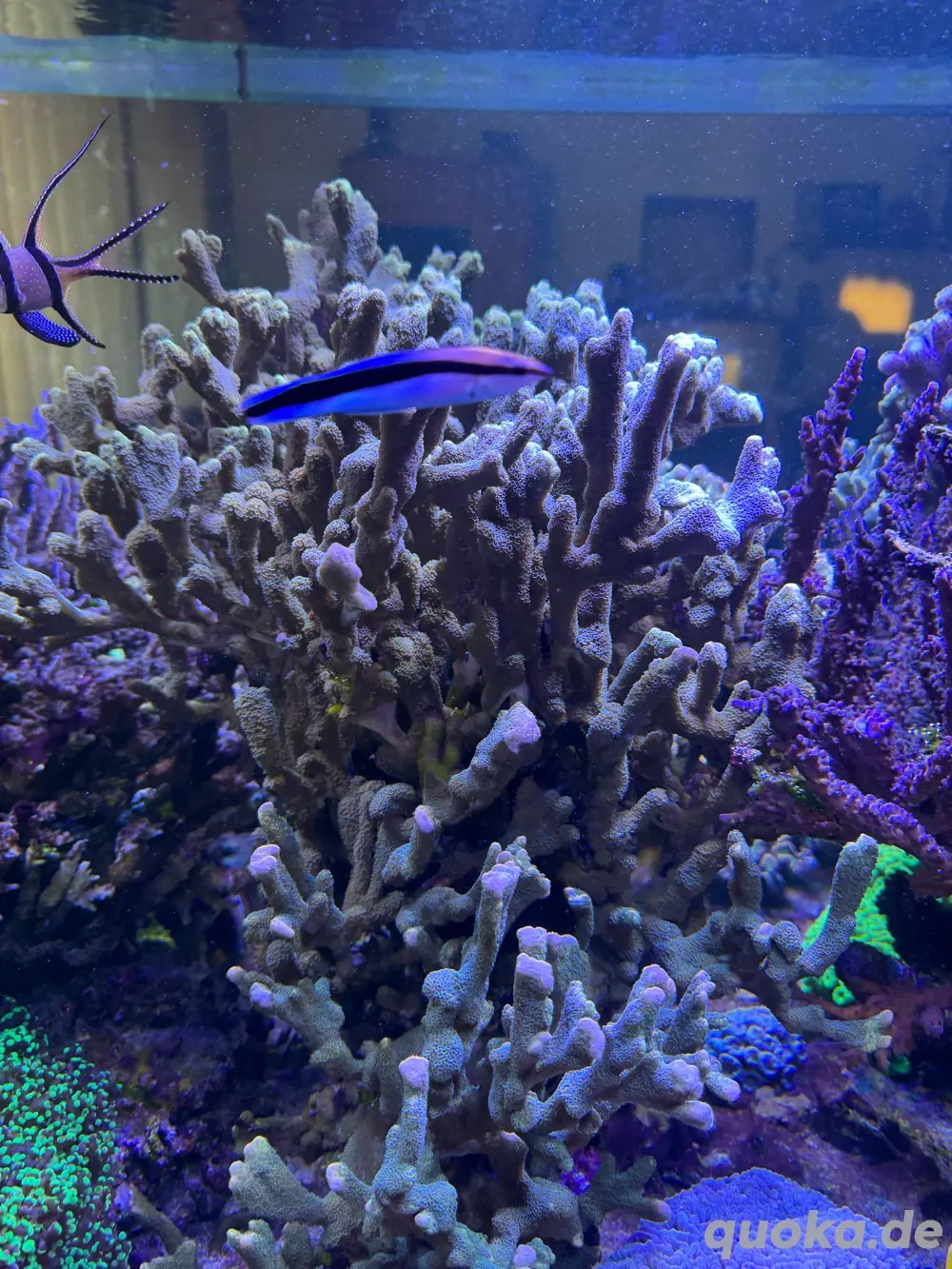 Montipora Digitata, großer Stock ca. 40x25cm