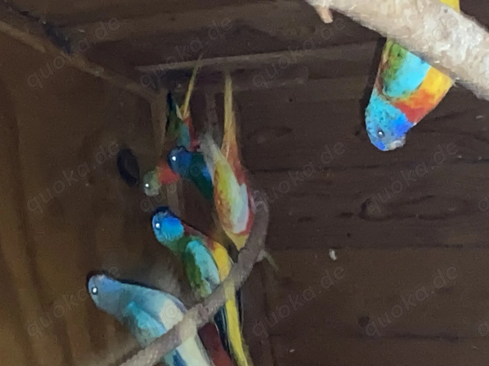 Glanzsittiche jung wildfarbig.