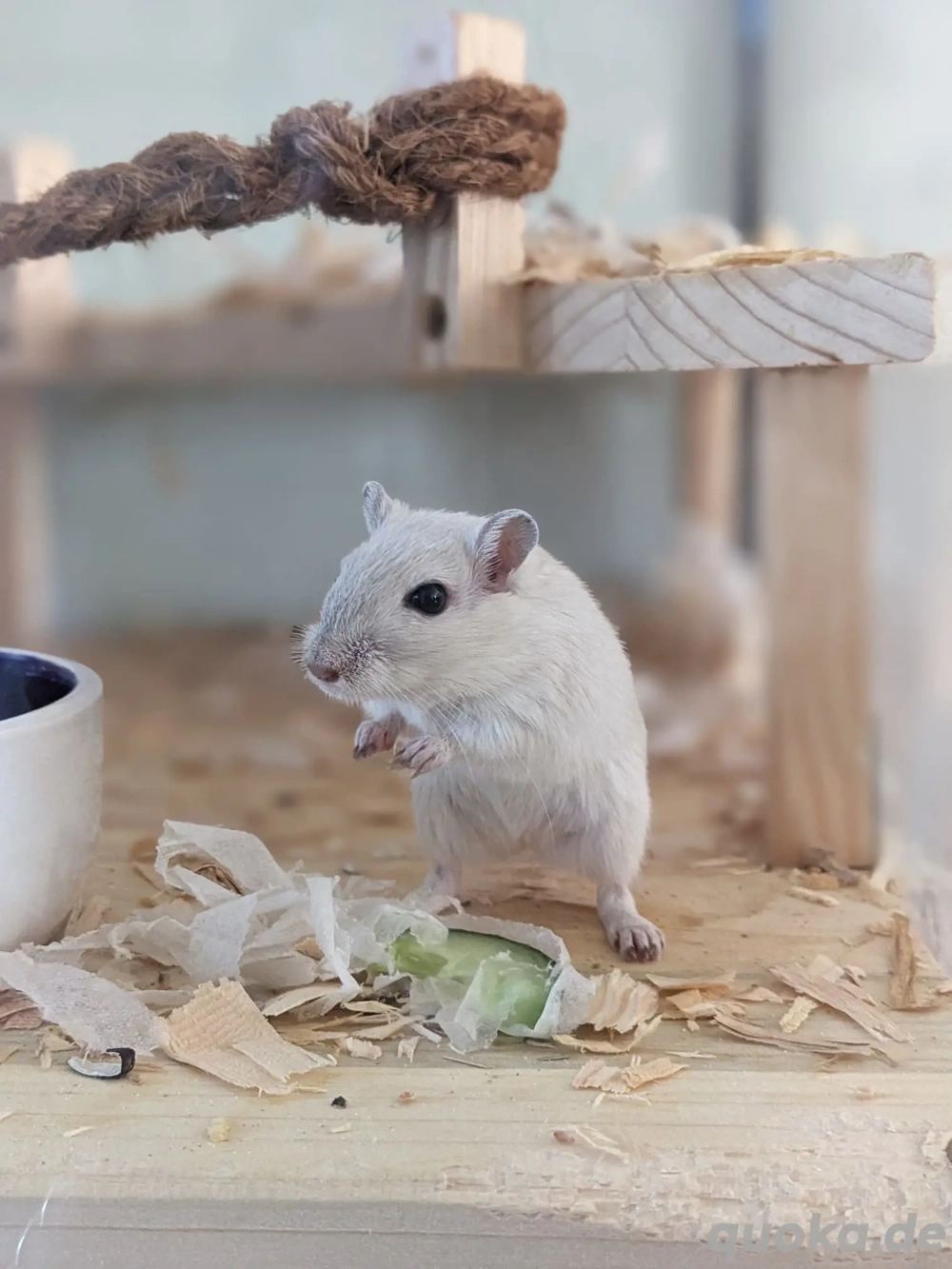 Neugierige Rennmauskinder aus liebevoller Hobbyzucht mongolische Rennmäuse Gerbil Hamster Maus