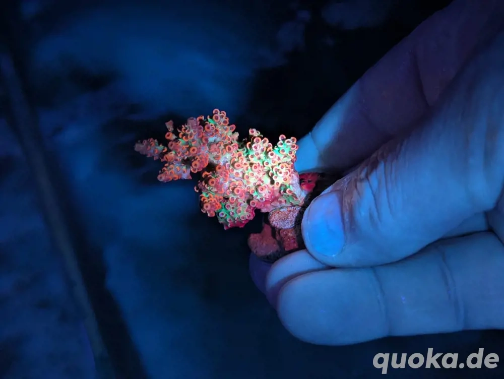 Ableger Korallen Meerwasser SPS LPS Euphylia