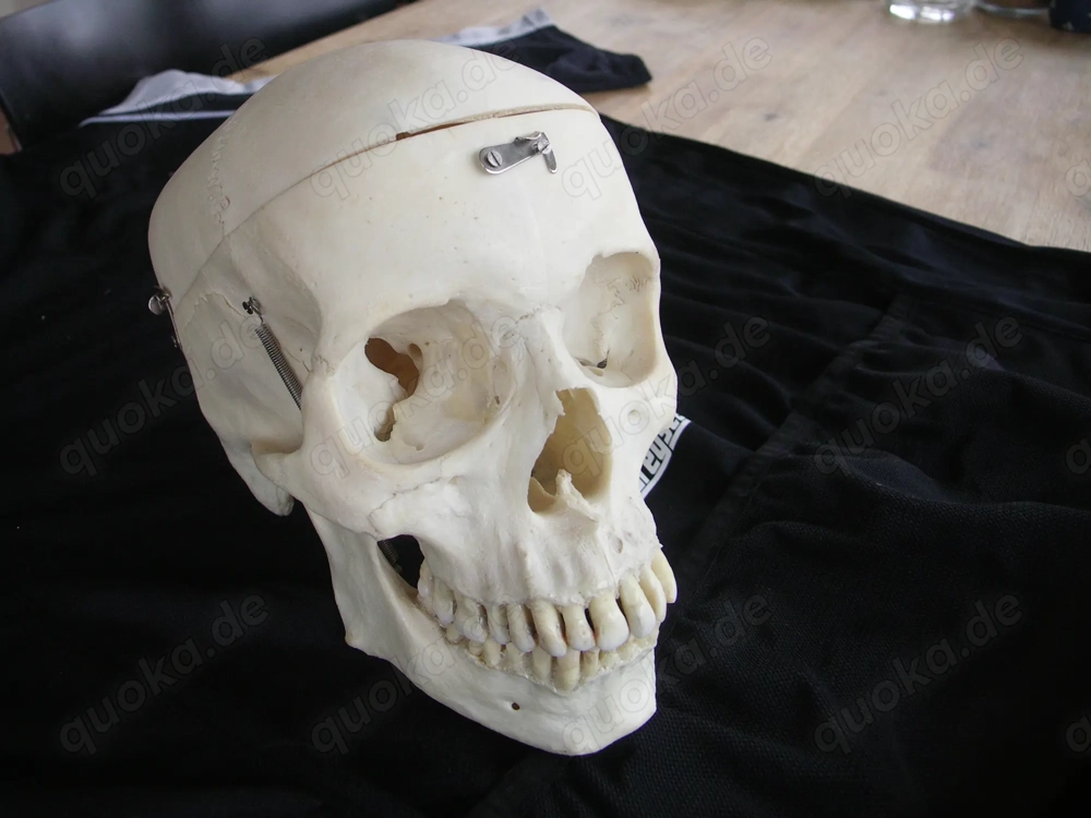 menschlicher Schädel , Zahnmedizin, Medizin, Gothic.