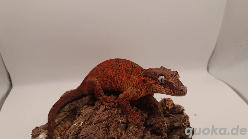   reserviert  Rhacodactylus Auriculatus  