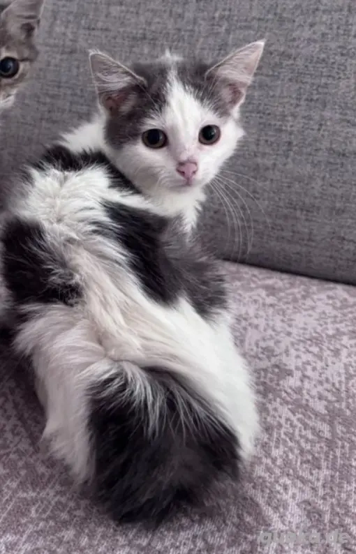 12 wochen alte Rassemix Katzen babys anrufen !!!!