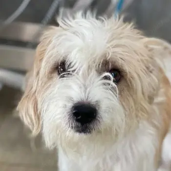 Eko, geb. ca 11 2021, lebt auf einer Pflegestelle in 53940 Hellenthal