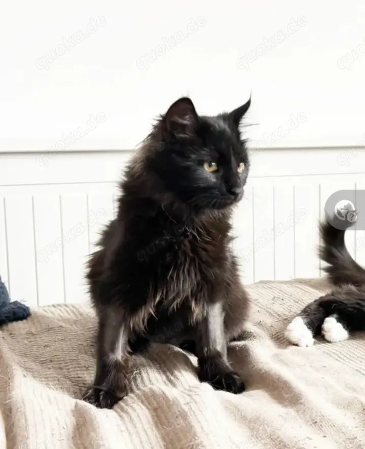 Owly Schwarzes Wölkchen sucht Familie zum spielen und kuscheln