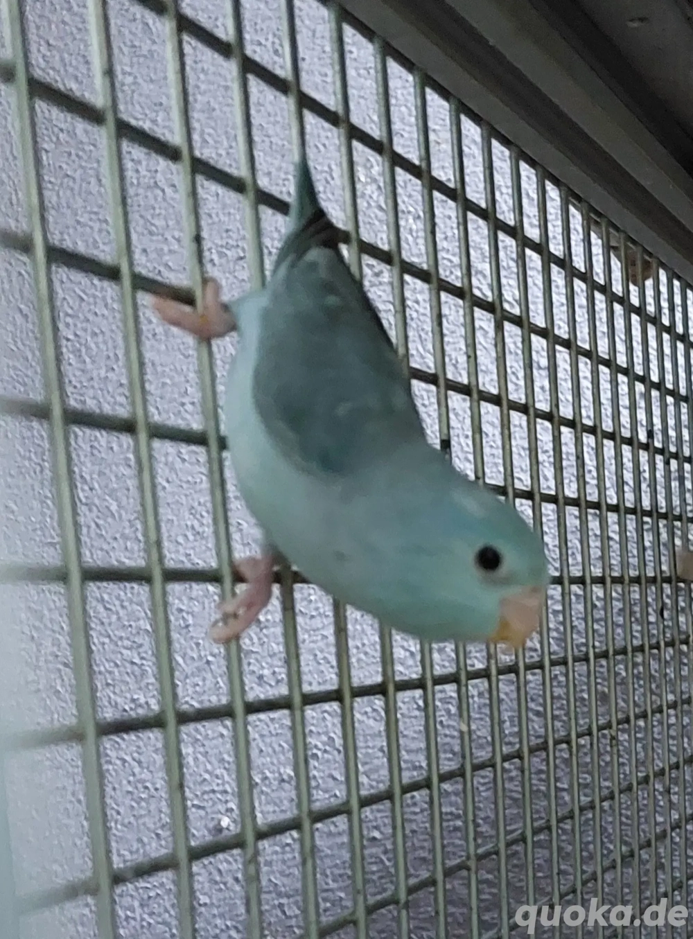 sperlingspapagei Henne