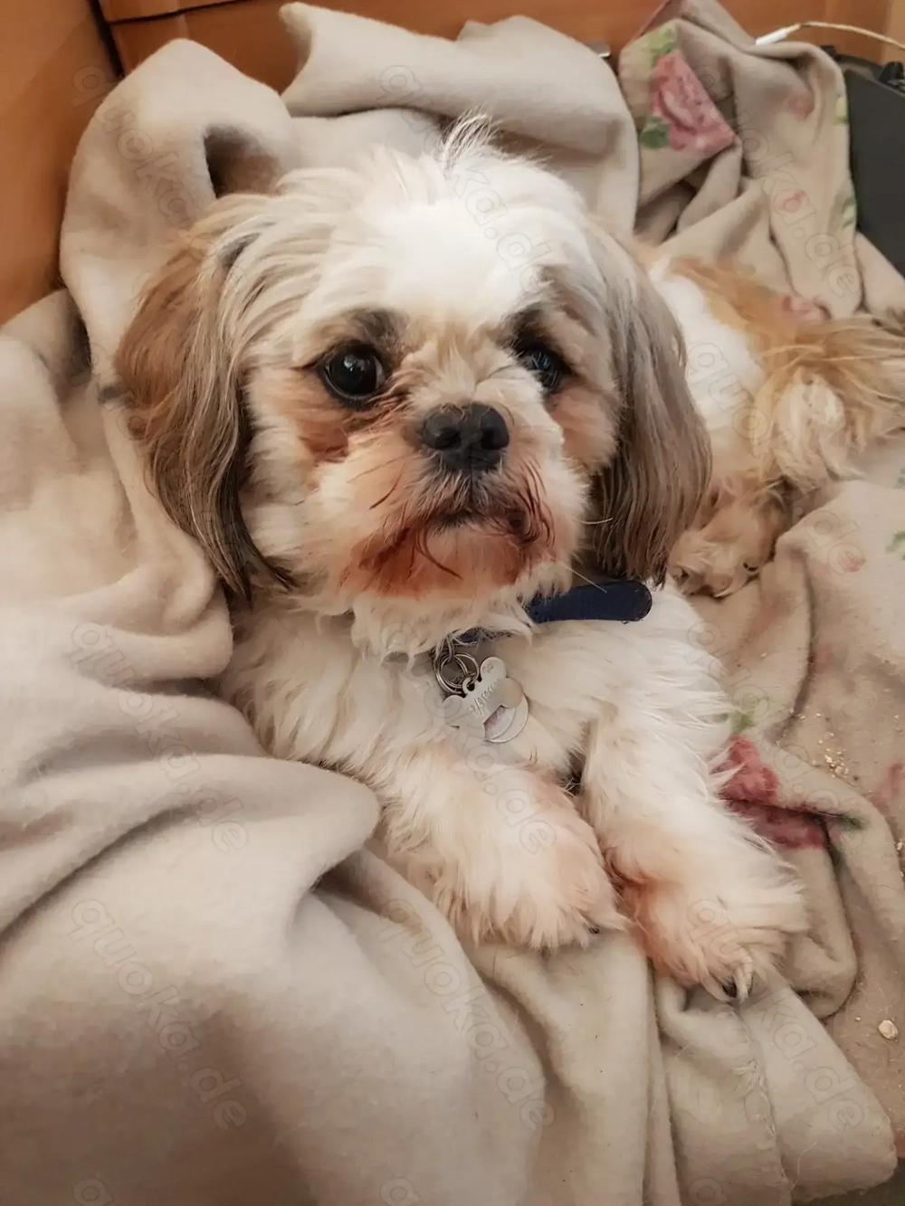 Ich bin der Sammy und hätte gern ein Date mit euch. Ich bin ein Deckrüde und stehe nicht zum Verkauf