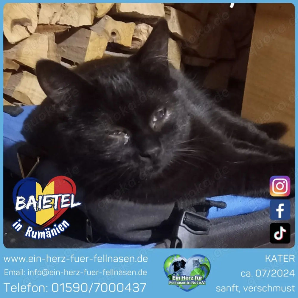 Baietel - ein kleiner Kämpfer mit großem Herz sucht Liebe und Geborgenheit