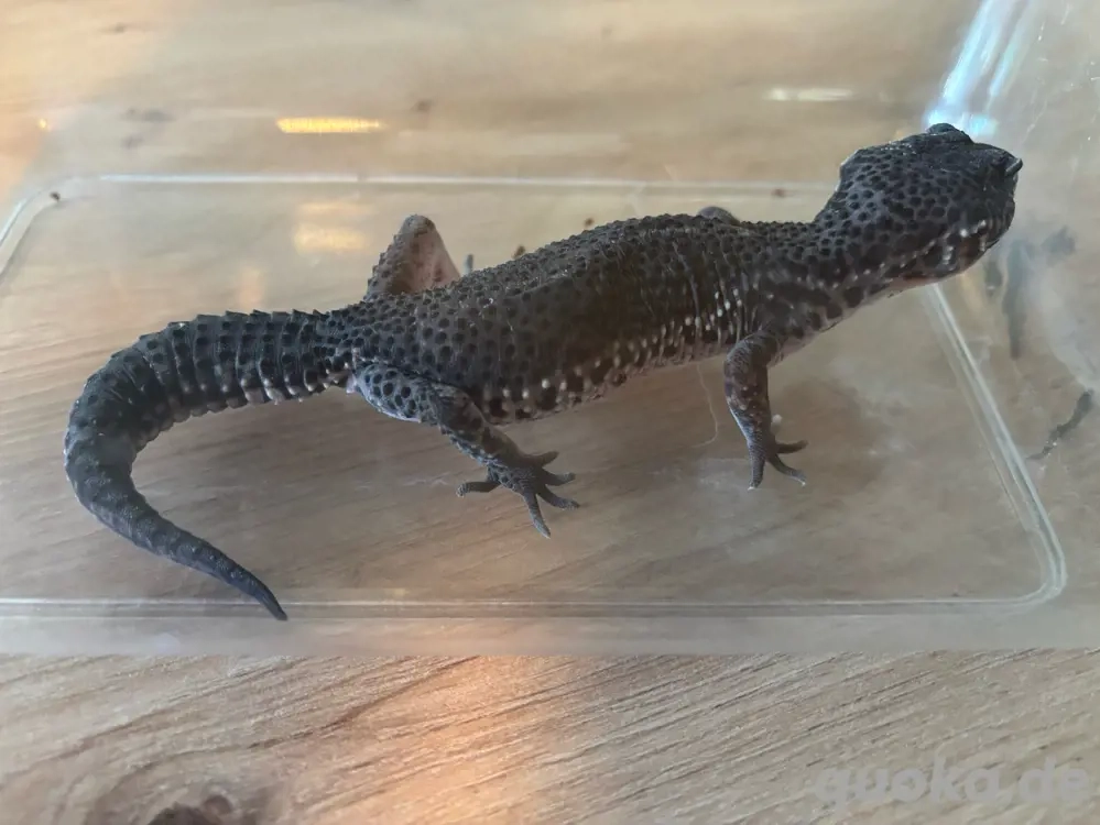 leopardgecko weibchen blacknight msbn eclipse 