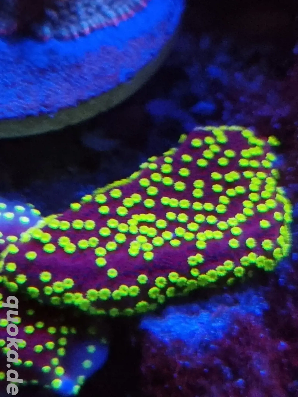 Montipora Hofmeisteri