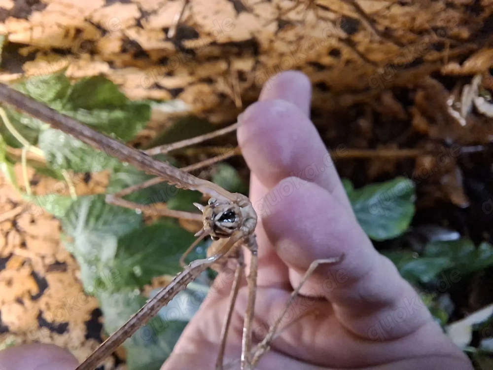 Annam Stabschrecke L1-Adult