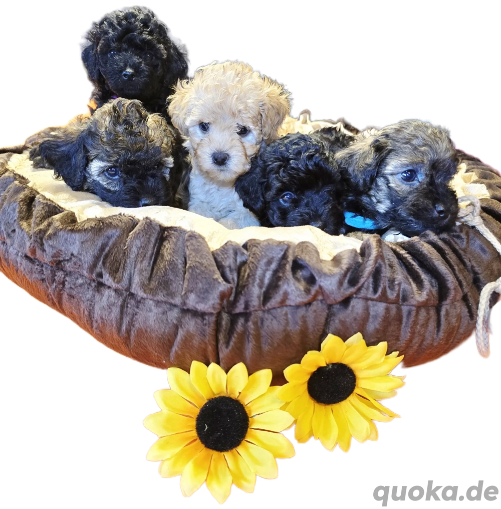     Toy-Zwergpudel-Welpen suchen liebevolles Zuhause   