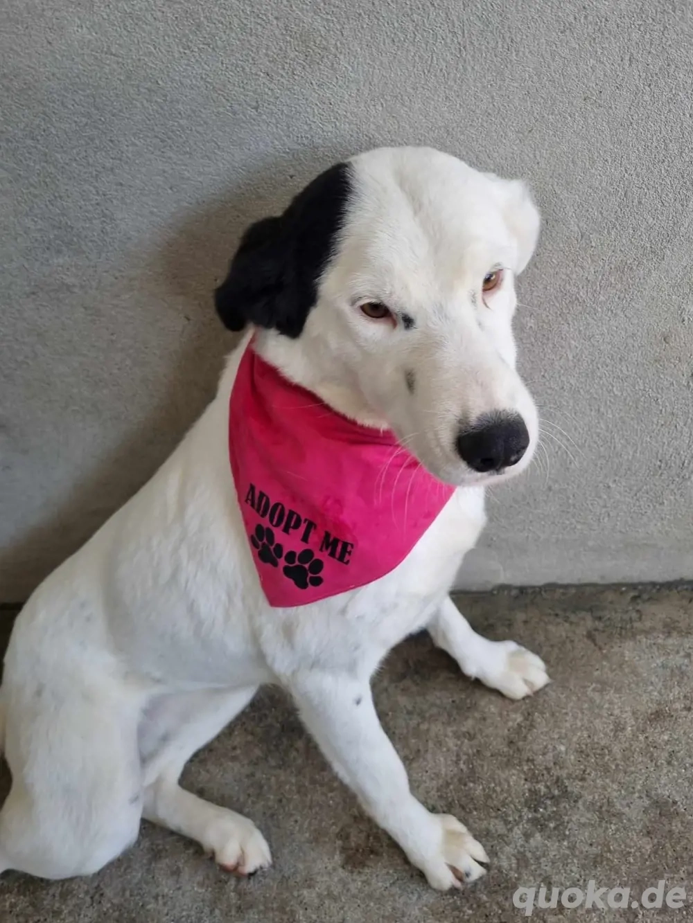 Vaunilha sucht ein Zuhause