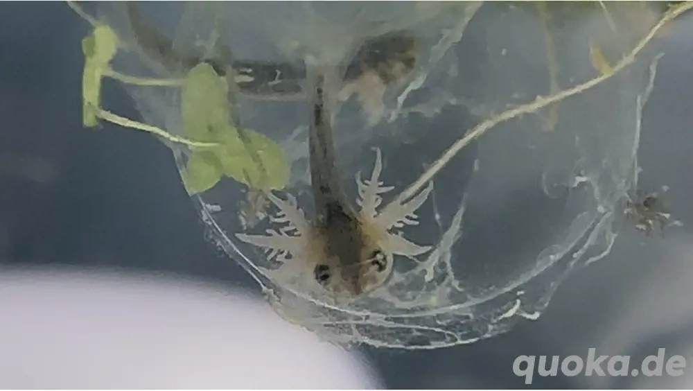 BITTE hört auf Axolotl Eier zu verkaufen , kaufen !