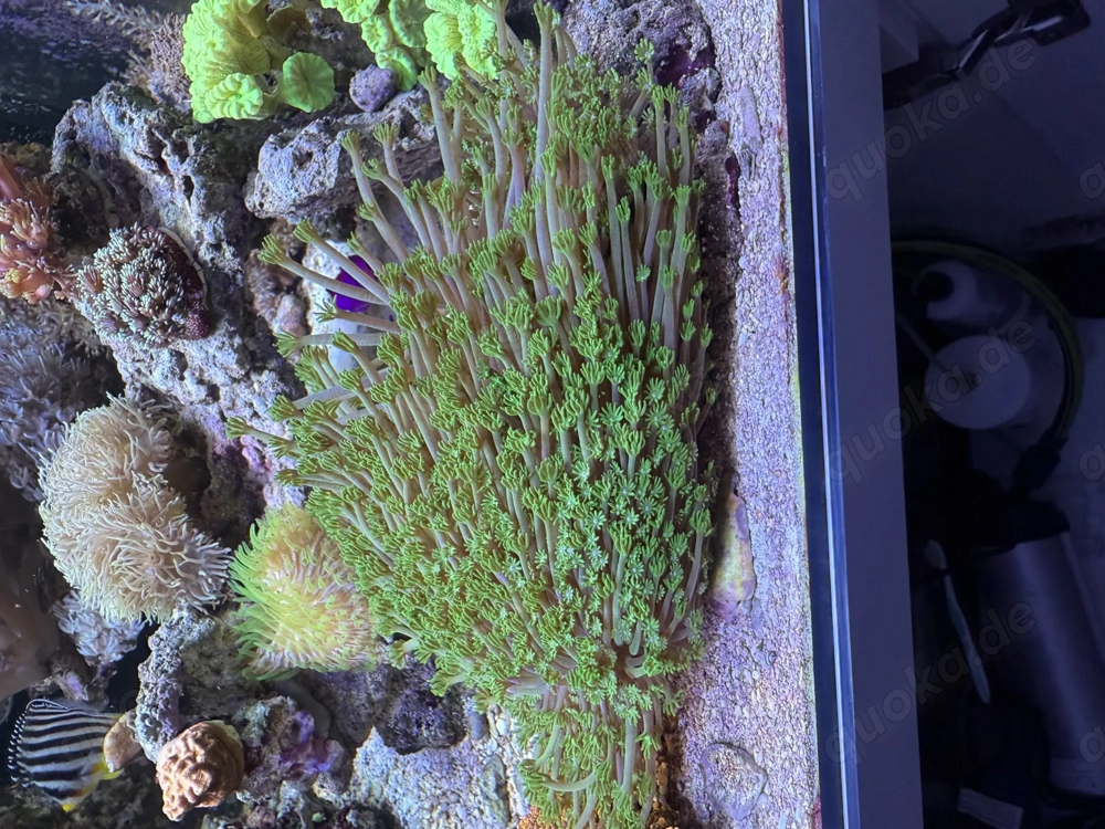 Meerwasser Koralle Alveopora