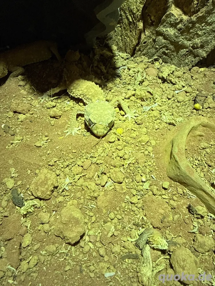 nephrurus amyae 2 Pärchen